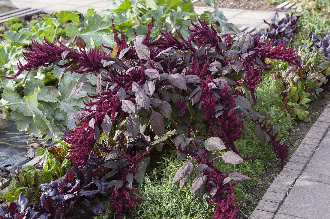 Amaranthus cruentus 'Velvet Curtains' (Garden Foxtail)