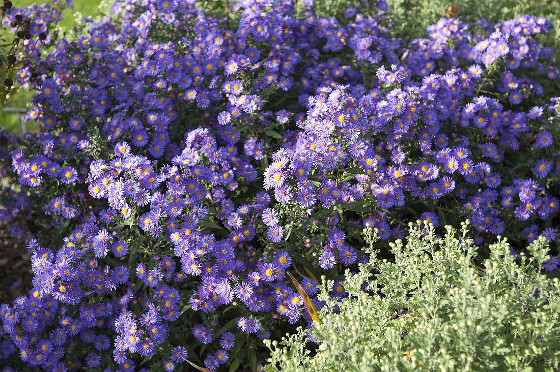 Aster novi-belgii 'Schöne von Dietlikon' (Autumn aster)