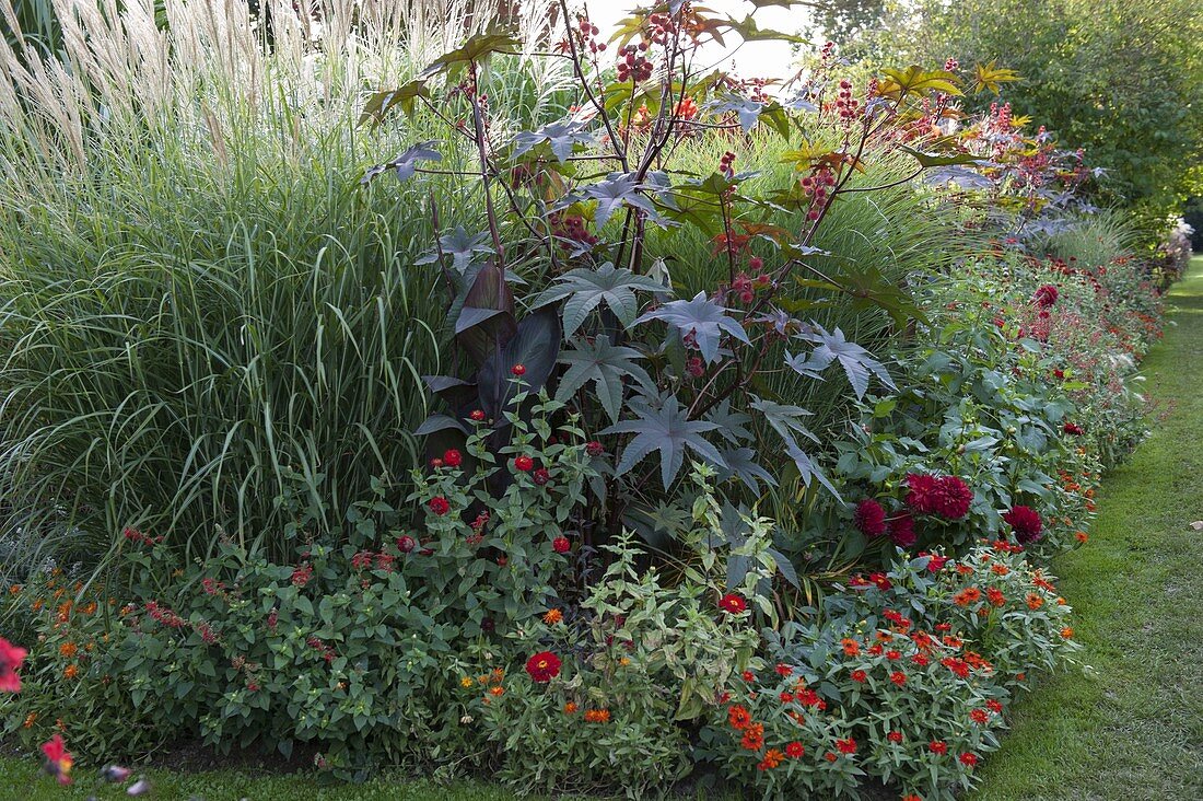 Red border with summer flowers and grasses