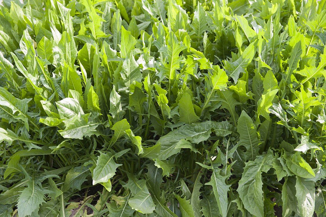 Löwenzahn (Taraxacum) kultiviert als Wildsalat