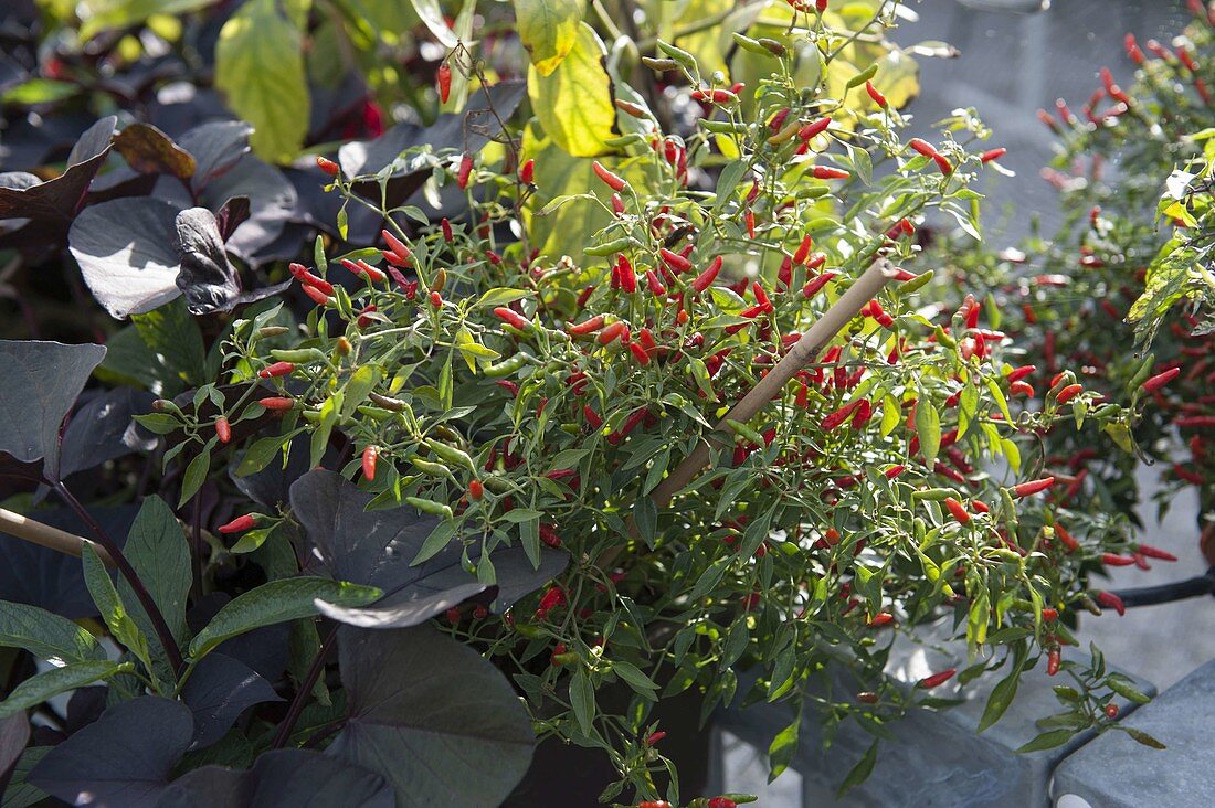 Chilli 'Pequin' (Capsicum annuum) and Sweet Heart 'Purple' potato