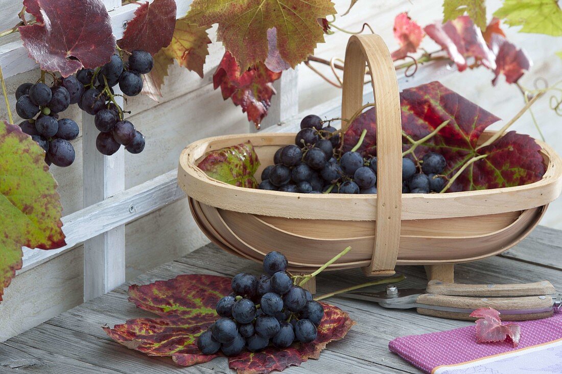 Freshly harvested grapes 'Muscat Bleu' (Vitis vinifera) in chip basket