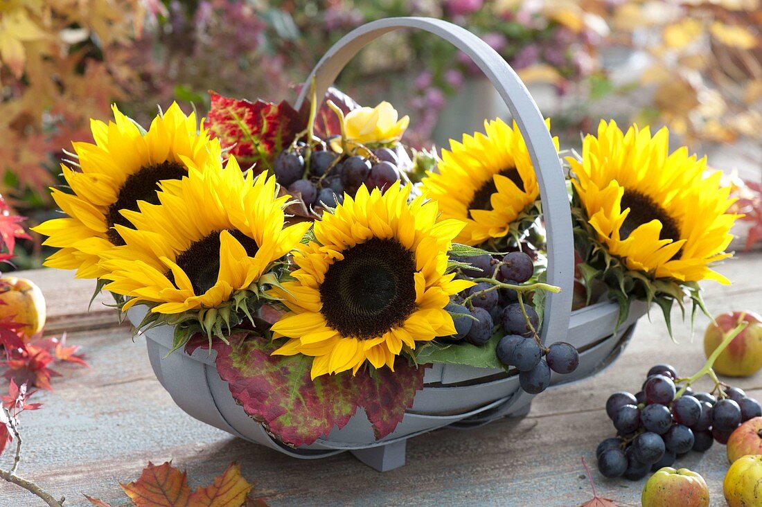 Herbstlicher Korb mit Helianthus (Sonnenblumen) und Weintrauben