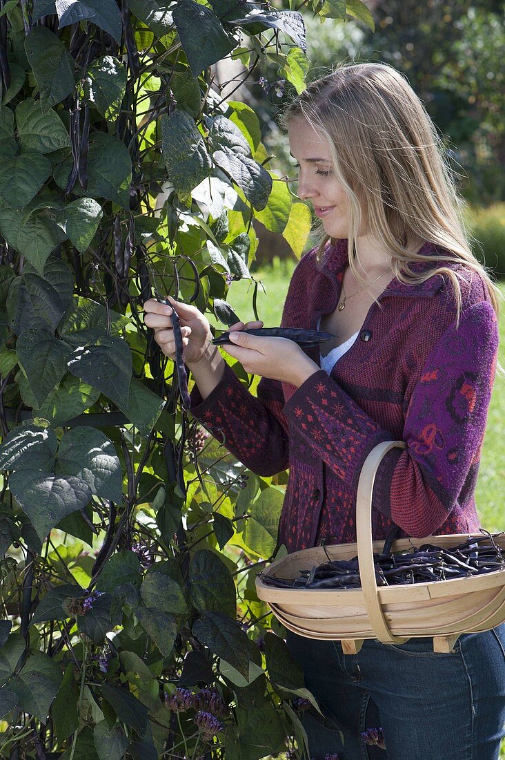 Young woman harvesting black pole beans 'Blauhilde' (Phaseolus)