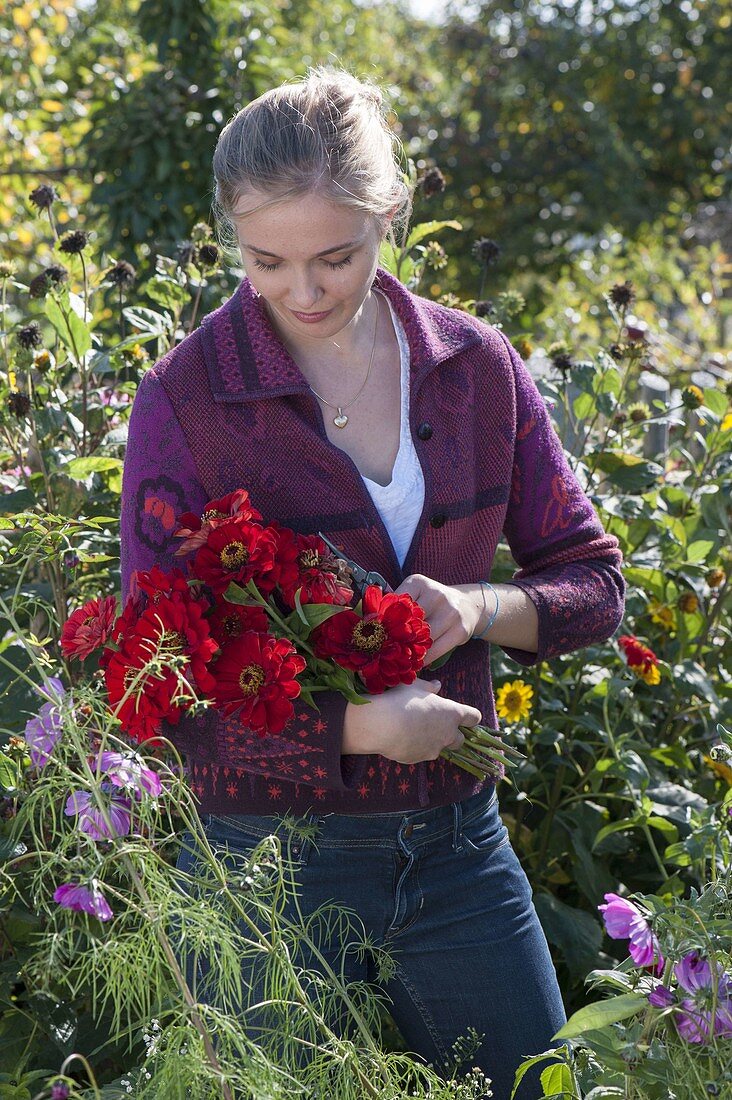 Young woman cutting zinnia (zinnias) for bouquet