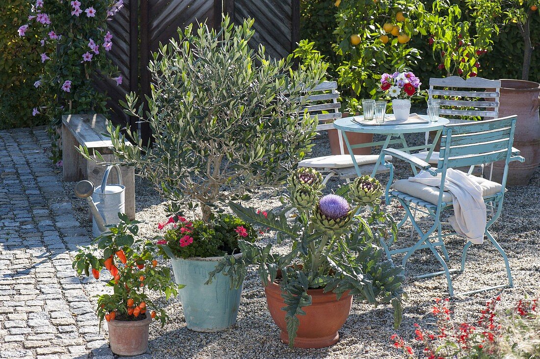 Mediterranean gravel terrace with Olea europaea (Olive) planted underneath