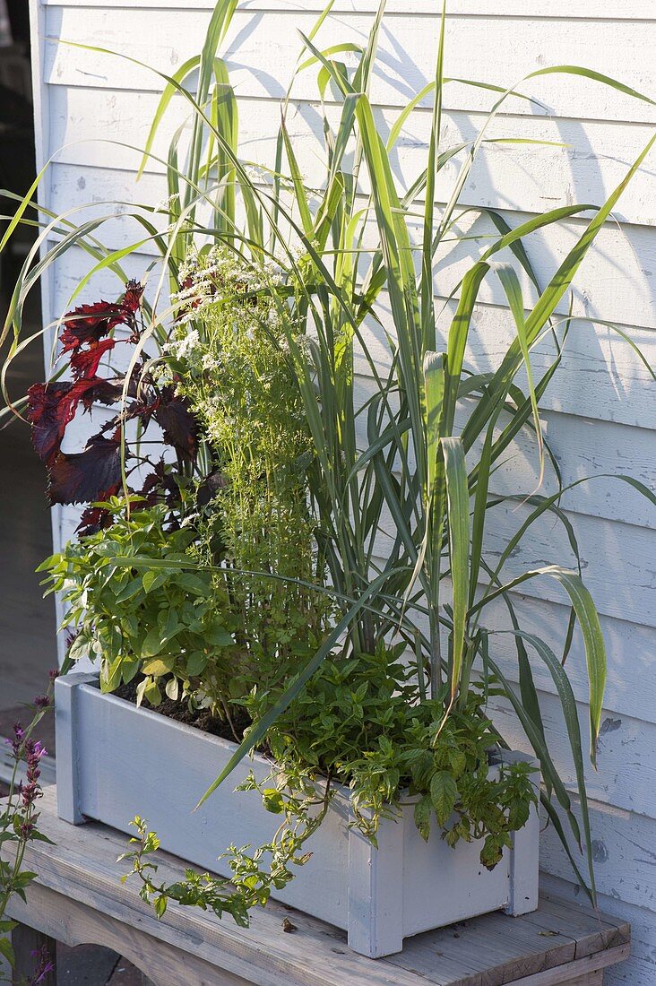 Herb box with lemon grass (Cymbopogon), mint (Mentha), chervil