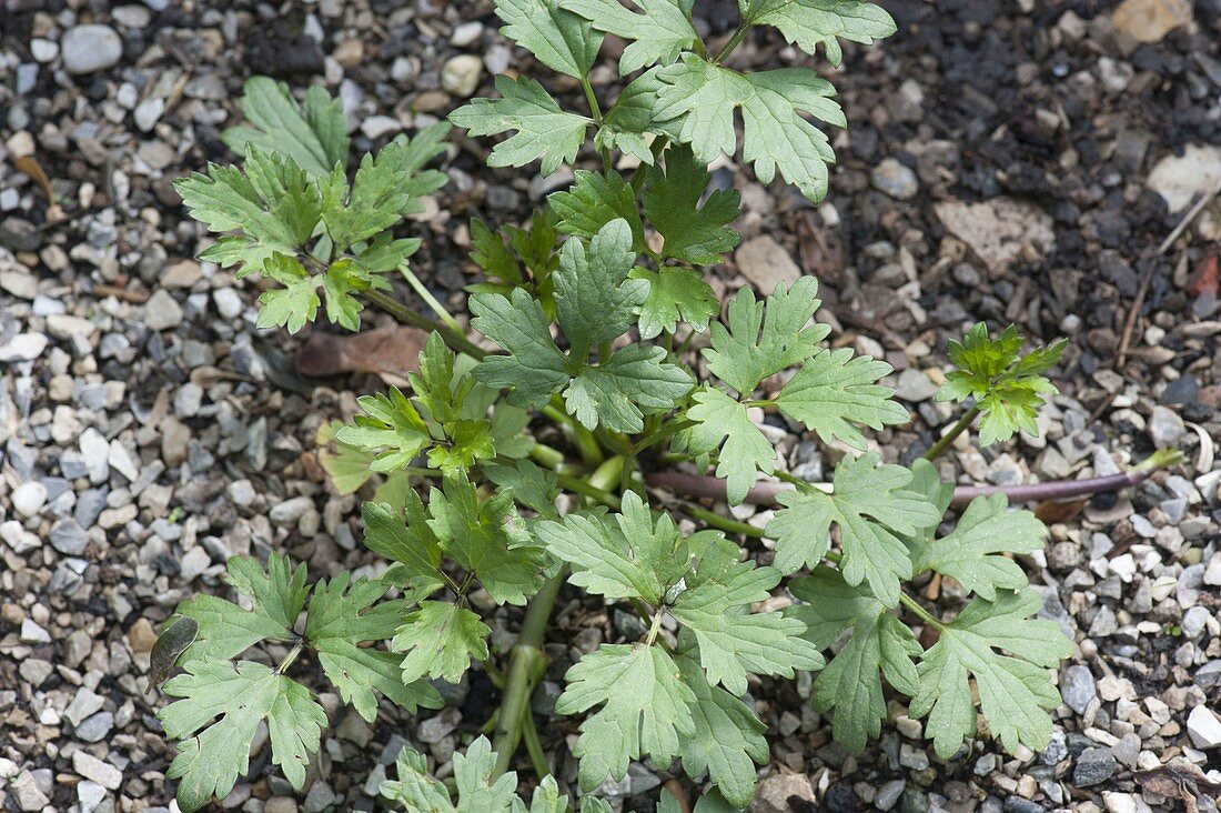 Ranunculus acris (Buttercup)