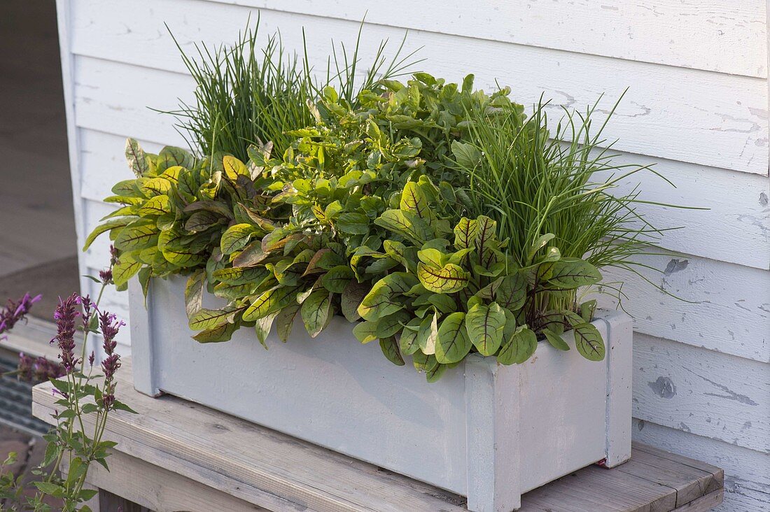 White wooden box with blood sorrel (Rumex sanguineus), chives