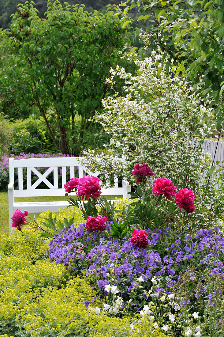 Paeonia (peonies), Alchemilla (lady's mantle), geranium