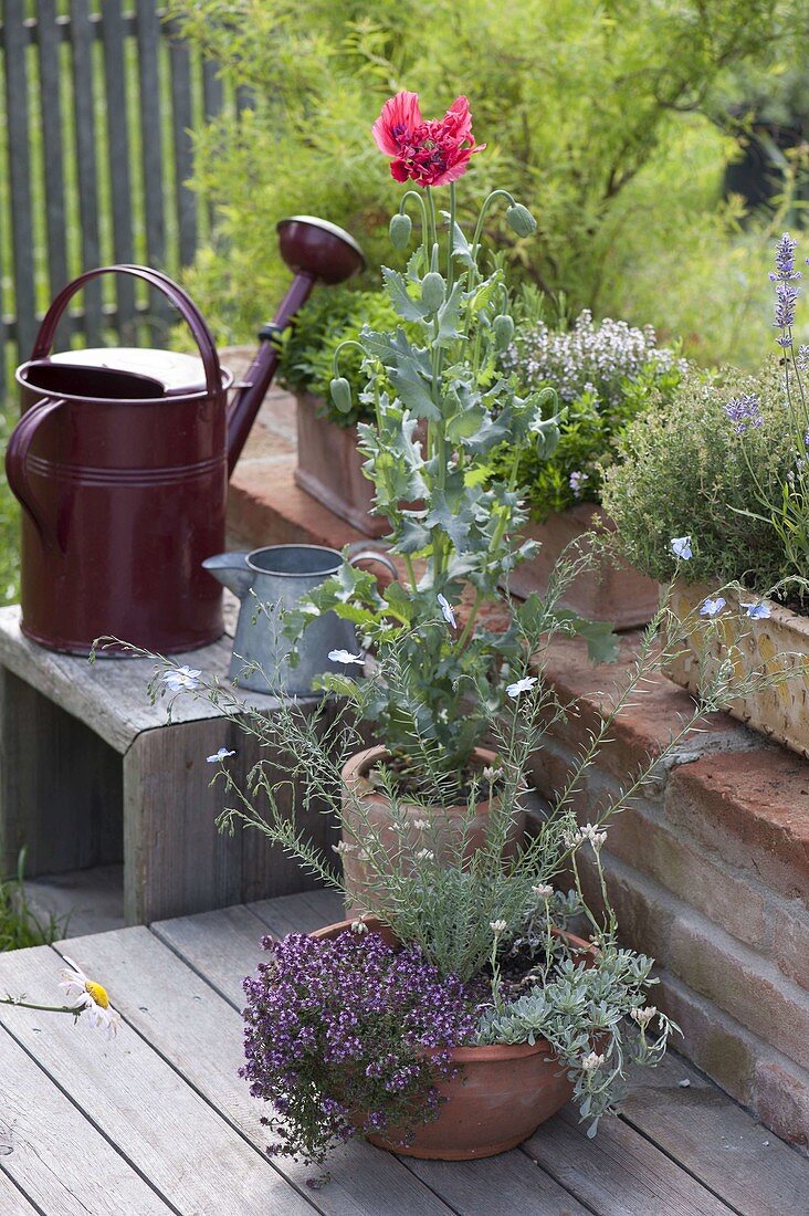 Clay bowl with Linum (flax), thyme (Thymus serphyllum) and Antennaria