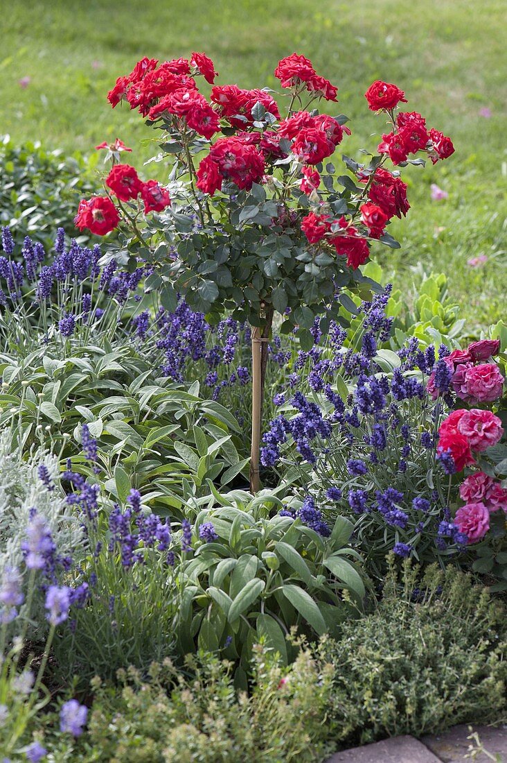 Pink (rose-stem) between lavender 'Hidcote Blue' (Lavandula)