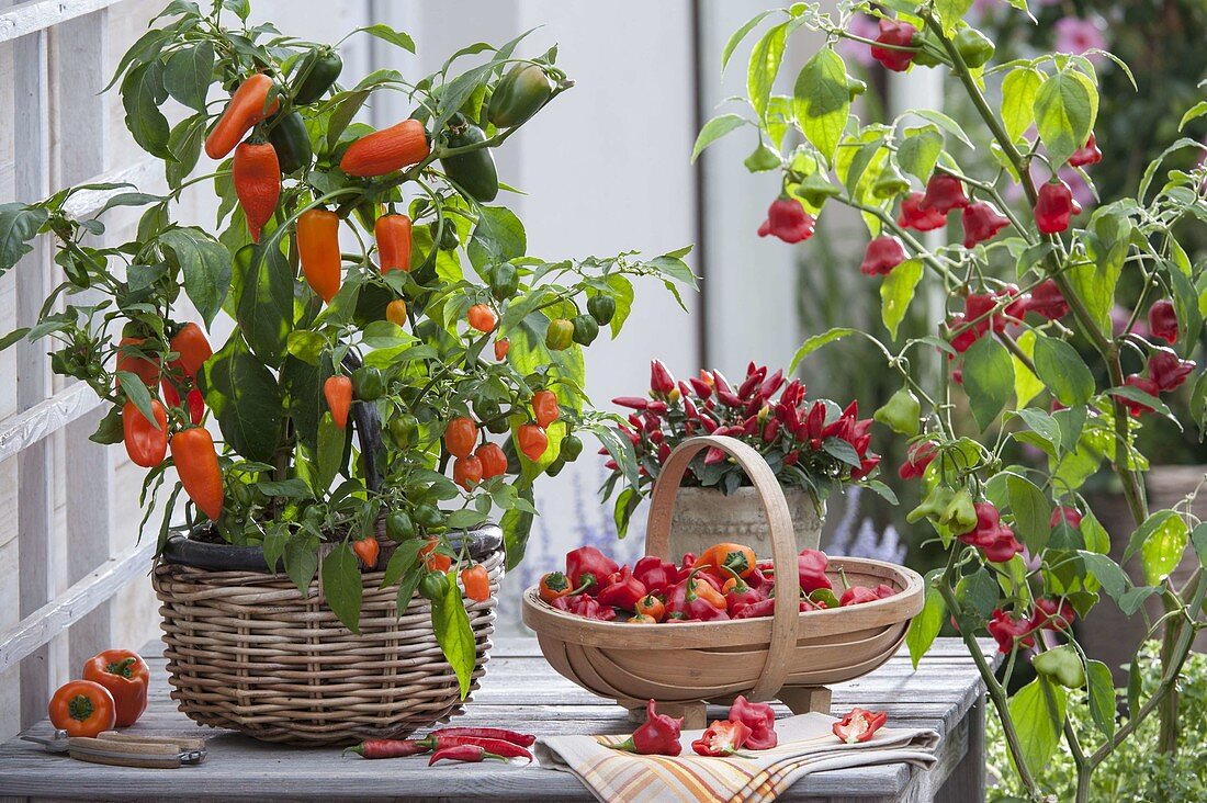 Pepper maker with 'Glockenchili', 'Habanero Orange' and 'Feuerküsschen'