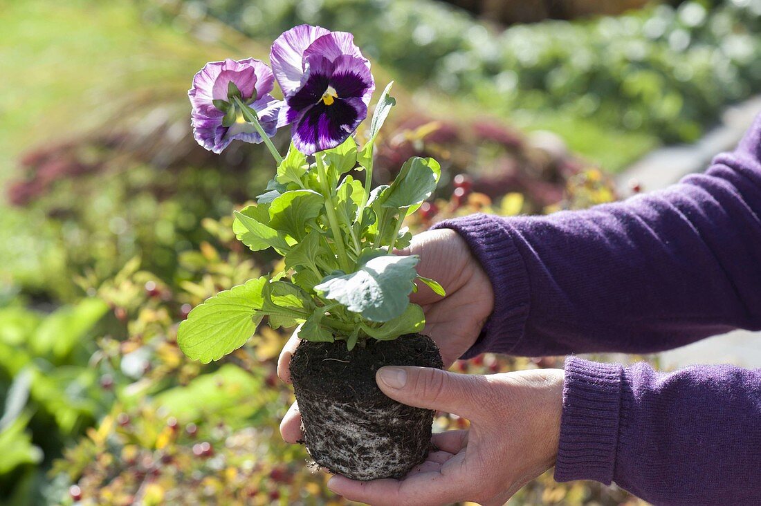 Before planting, pot up Viola wittrockiana (pansy)