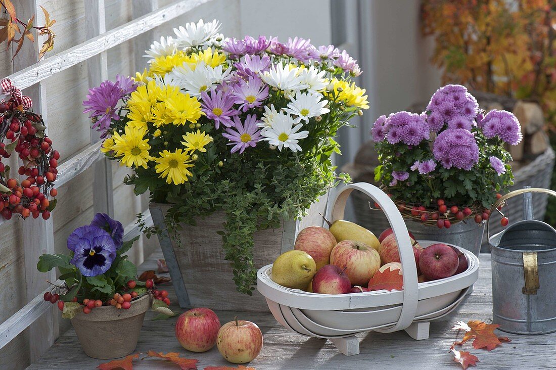 Chrysanthemum Mix (Autumn Chrysanthemum) tricolour mixed planted