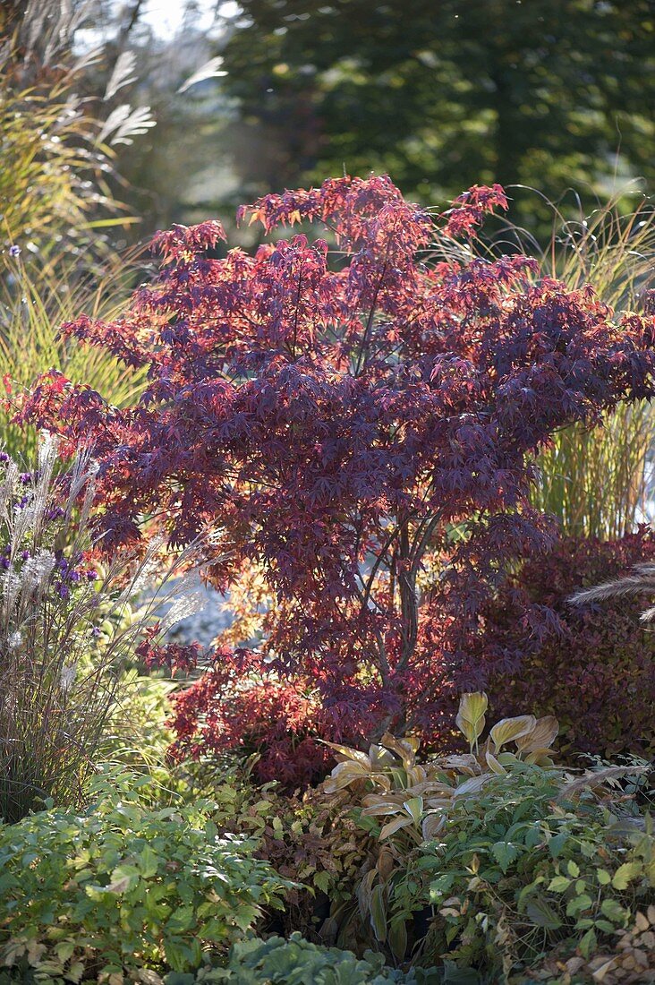 Acer palmatum (Japanischer Fächerahorn)