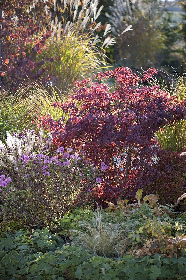 Acer palmatum 'Katsura' (Japanese fan maple)