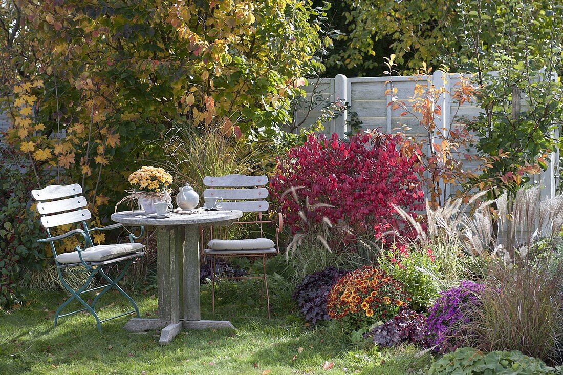 Kleine Sitzgruppe am Herbstbeet : Euonymus alatus (Korkleisten-Spindelstrauch