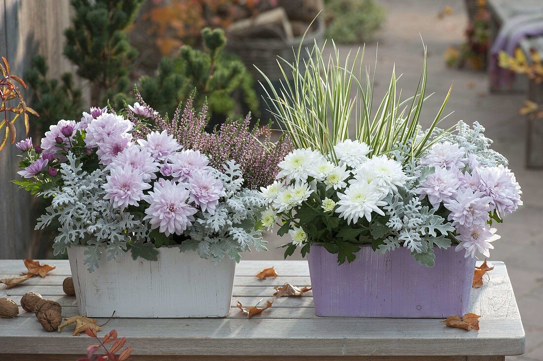 Wooden boxes planted in pastel colours