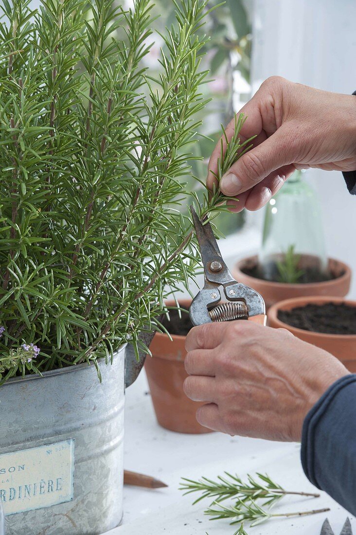 Rosemary cuttings propagation