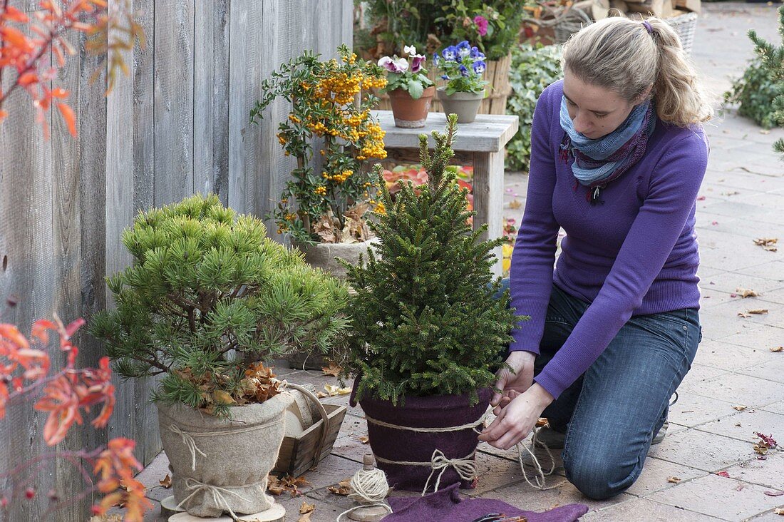 Protecting plants in pots properly in winter