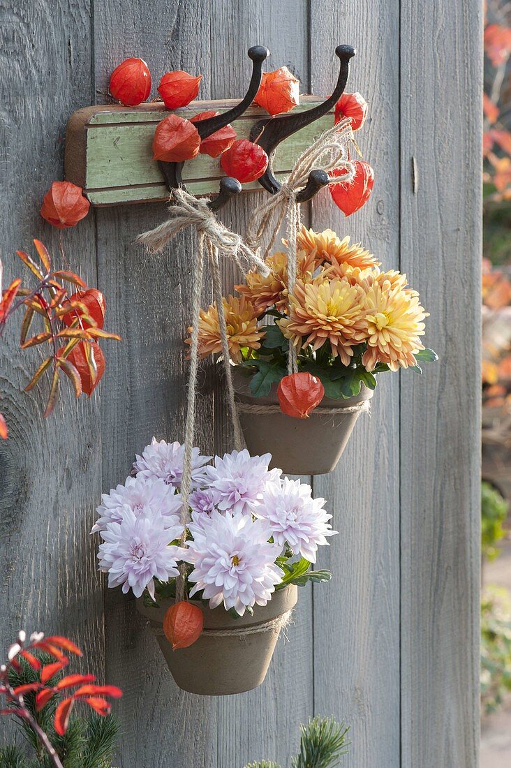 Chrysanthemum (Autumn Chrysanthemum) in clay pots on coat hooks