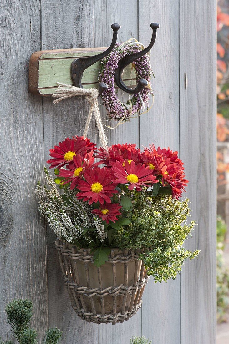 Basket of lemon thyme 'Golden King', chrysanthemum