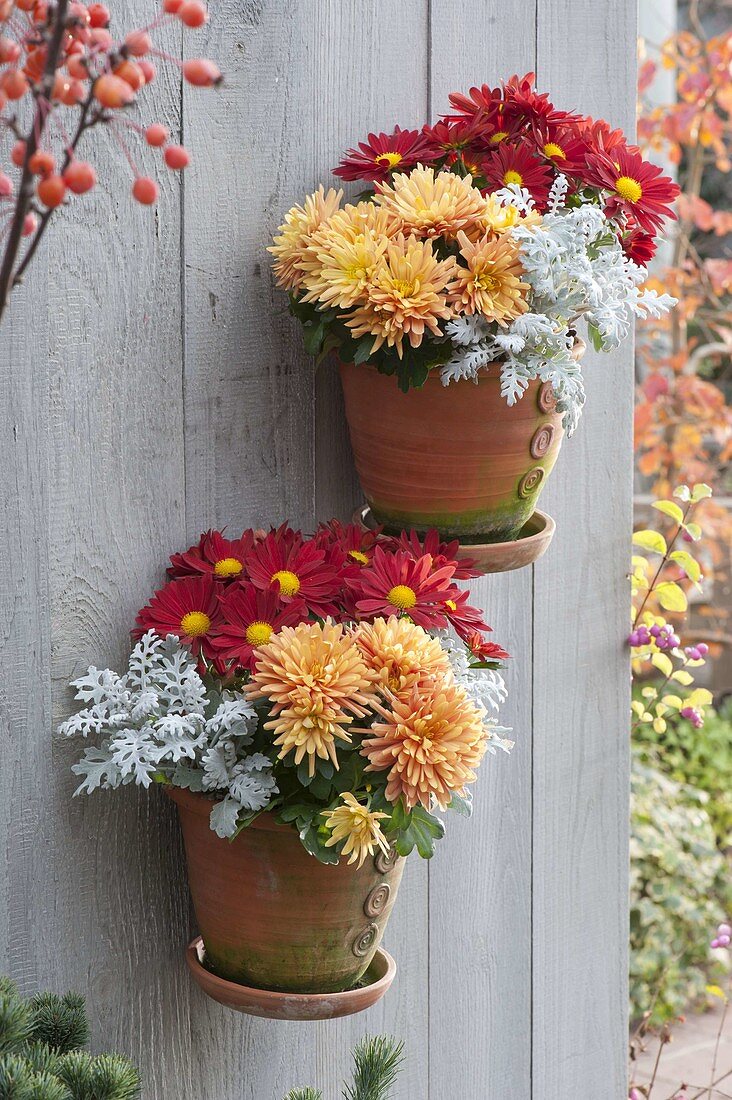 Handgetoepferte Wand - Haengetoepfe mit Chrysanthemum