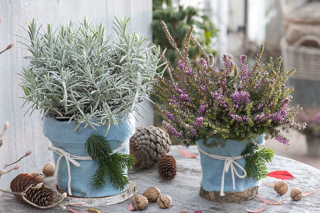 Erica darleyensis (Schneeheide) und Lavendel (Lavandula)