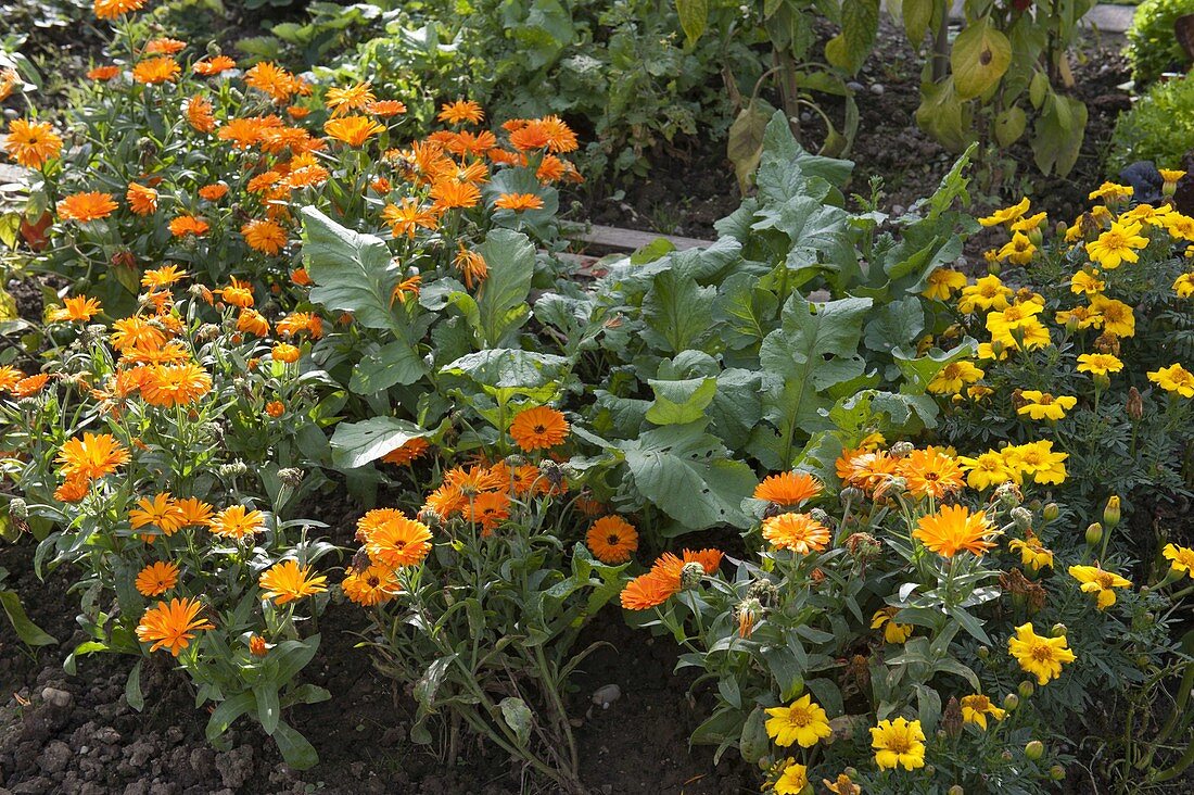 Radish (Raphanus) between Calendula (Marigold) and Tagetes