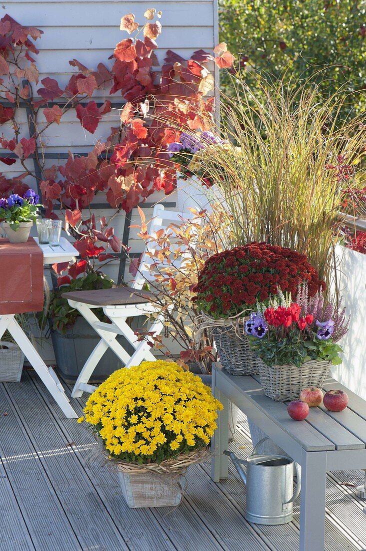 Chrysanthemum 'Kiraz' Kilbil '(Autumn Chrysanthemum)