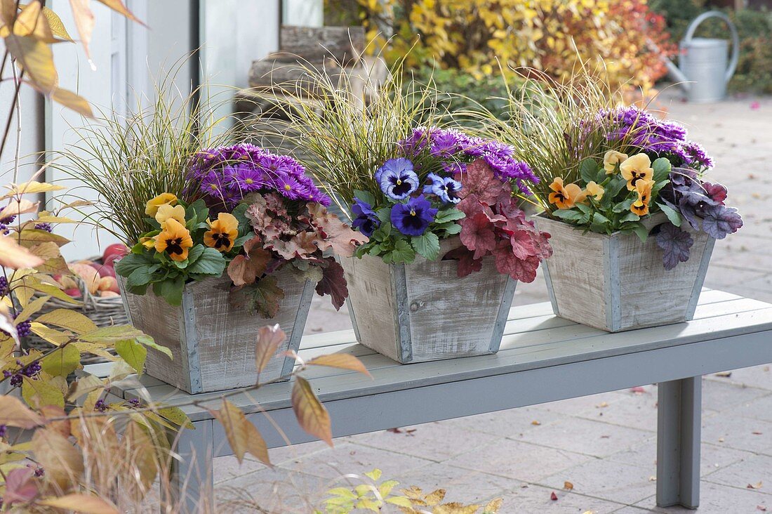 Wooden containers with Heuchera 'Red Fury', 'Amber Lady', 'Little Prince' (purple bellflower)