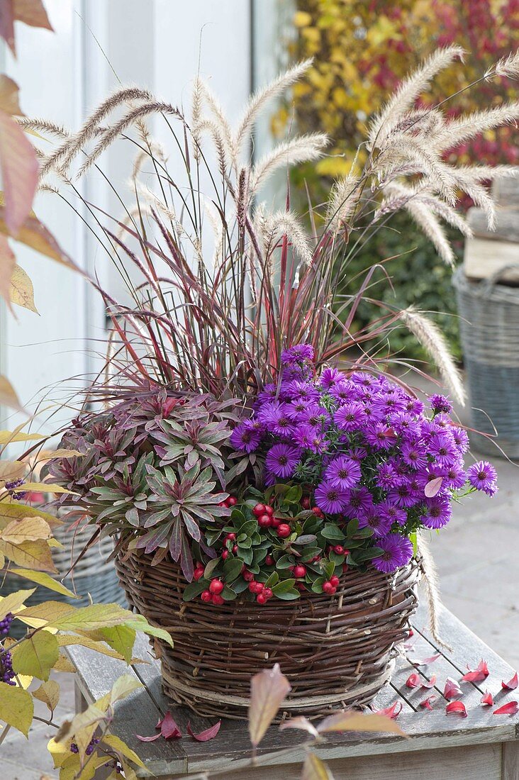 Wicker basket with Pennisetum setaceum 'Fireworks'