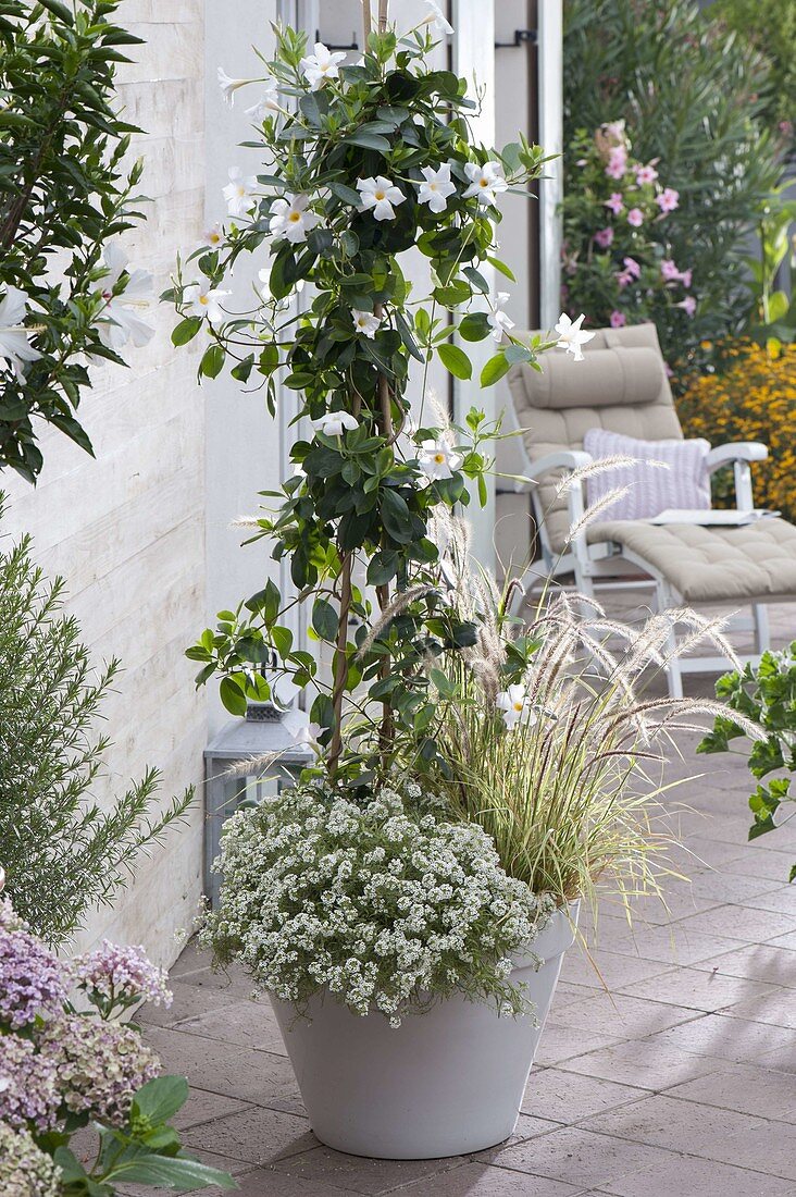 Mandevilla 'Rio White' (Dipladenie) unterpflanzt mit Pennisetum 'Sky Rocket'