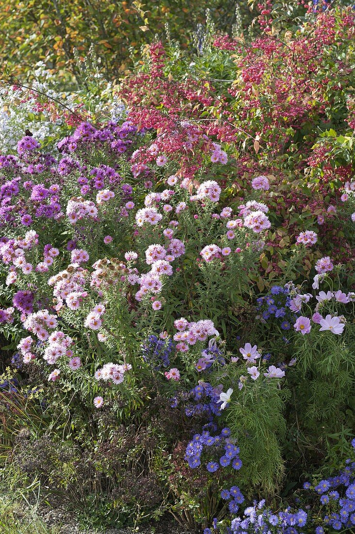 Autumn bed with asters and peonies