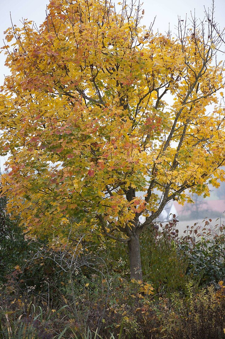 Acer platanoides (Spitzahorn) in Herbstfärbung