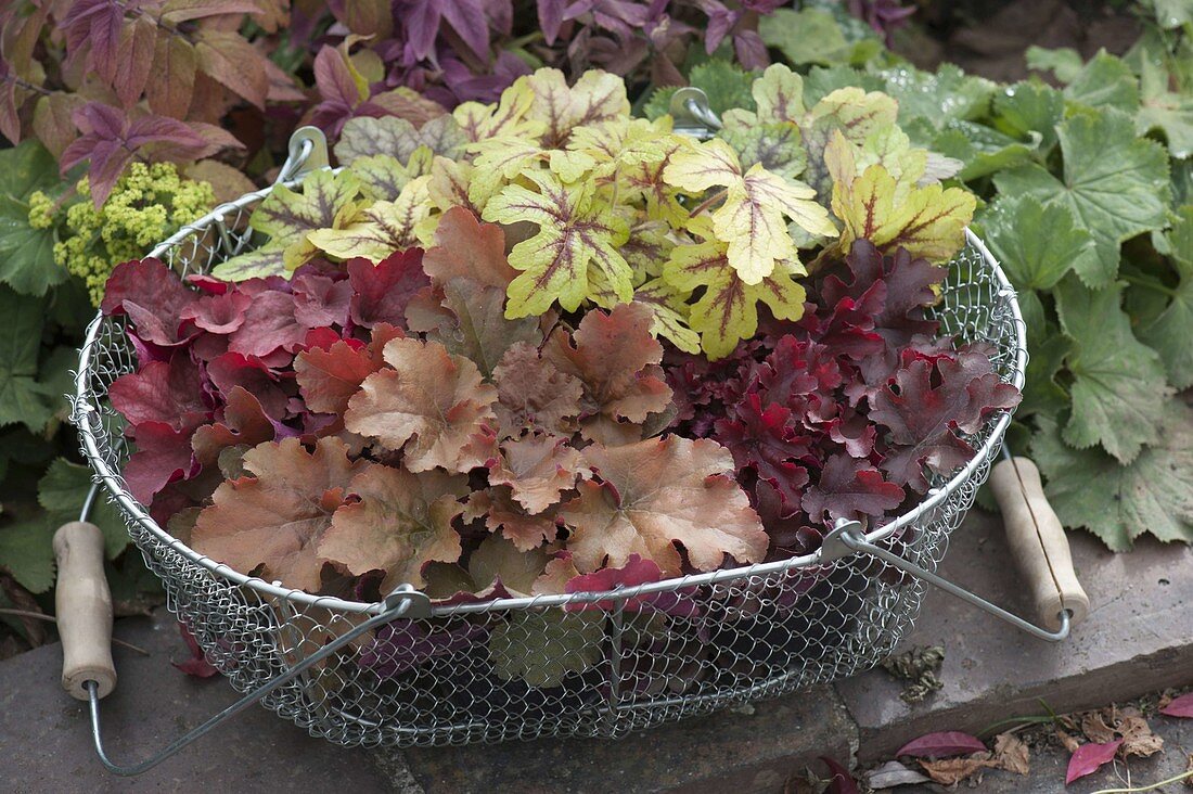 Heuchera 'Amber Lady', 'Creme Brulee', 'Red Fury' and Heucherella