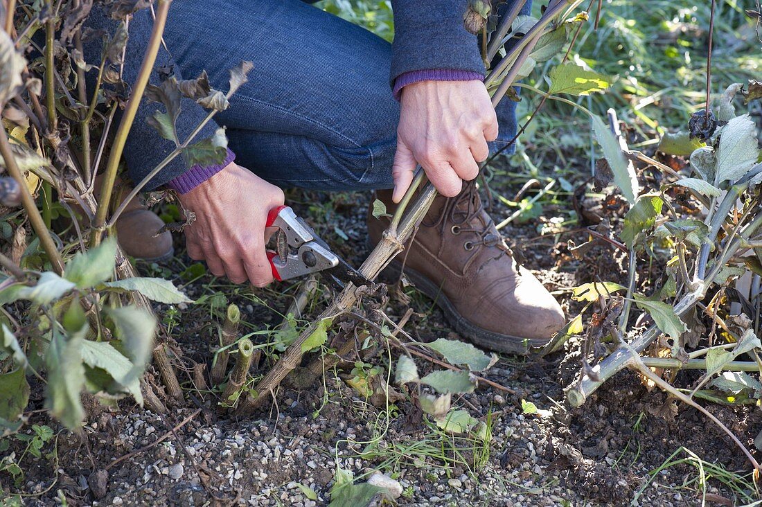 Cut dahlias in autumn, dig out and winter in a box with sand