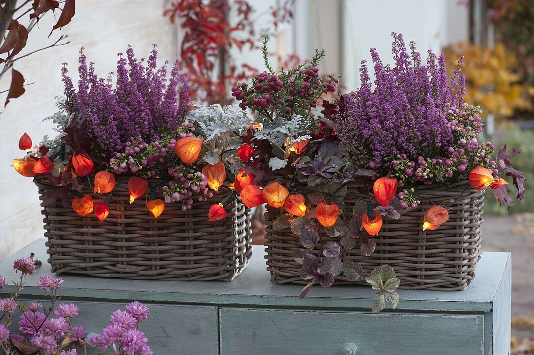Basket boxes planted in autumn-Erica gracilis Beauty Queen 'Letizia'