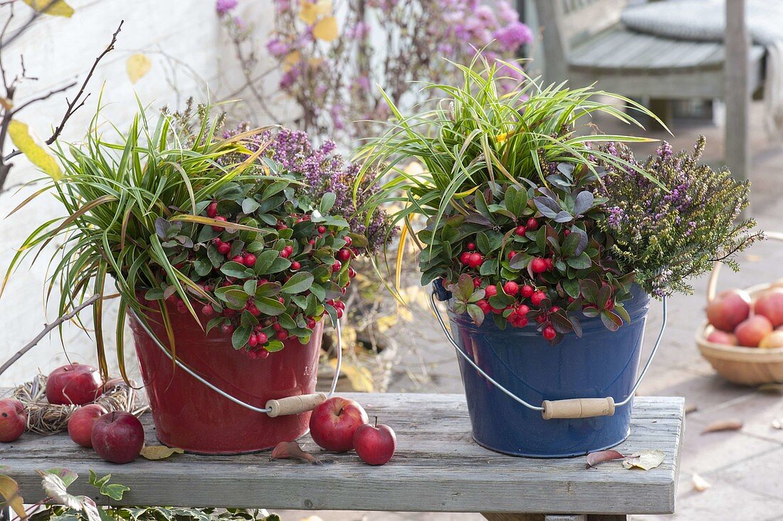 Enamelled buckets planted hardy: Carex morrowii 'Ice Dance'