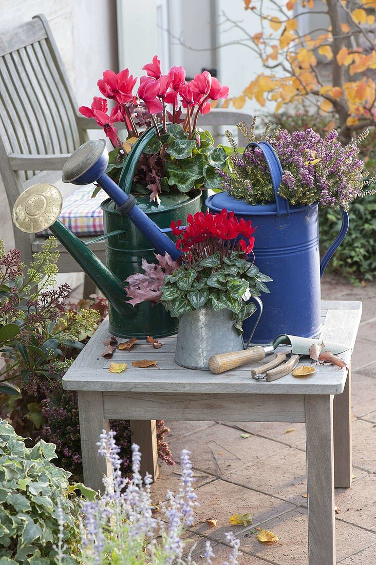 Planted Giesskannen cyclamen and Erica darleyensis