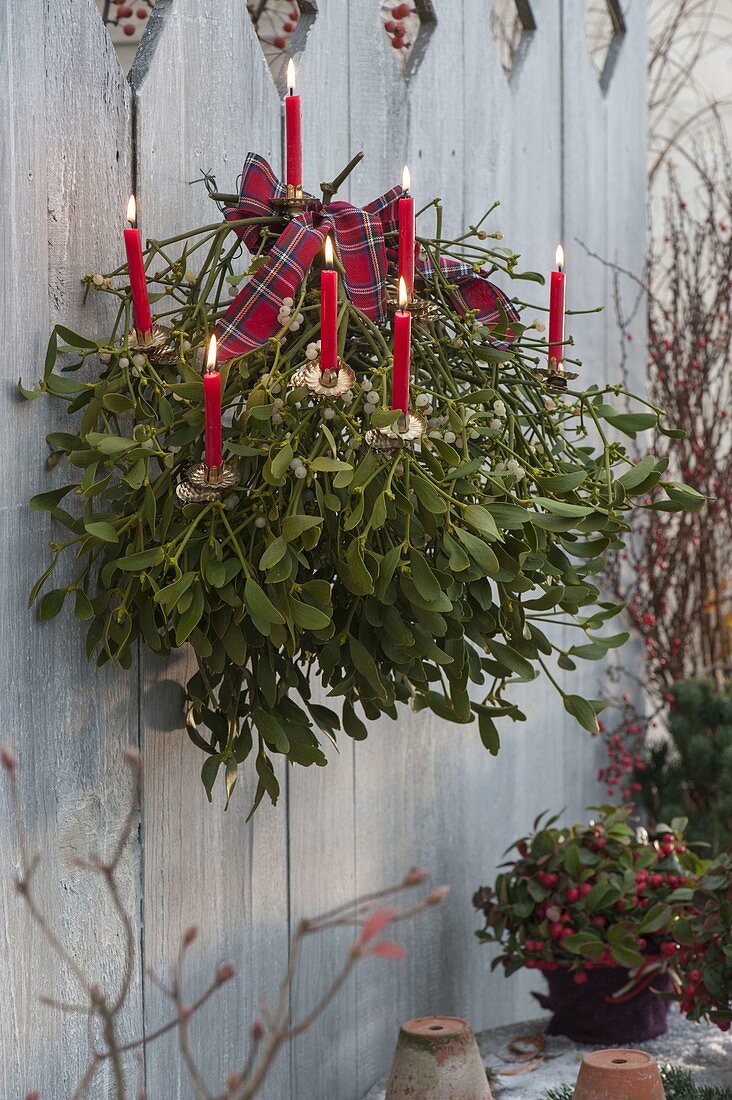 Viscum album hung up with checked ribbon