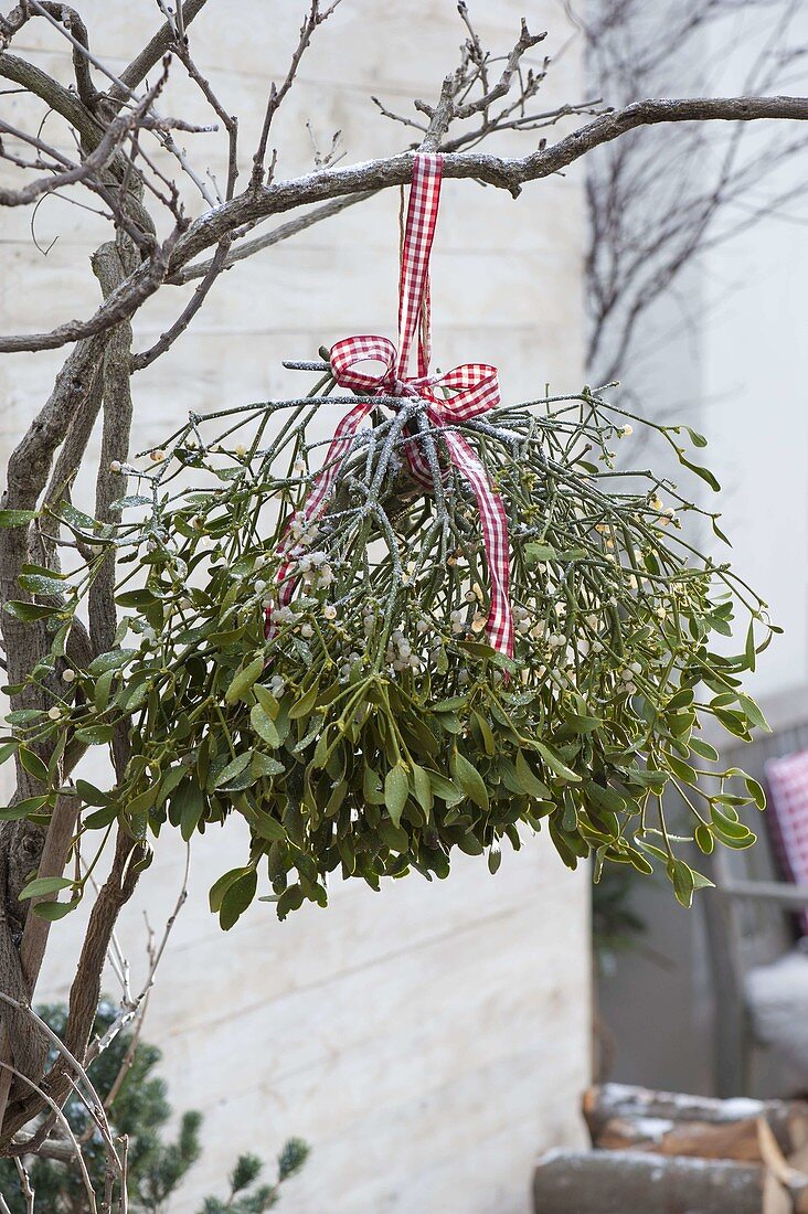 Viscum album (mistletoe) with red and white chequered ribbon on branch