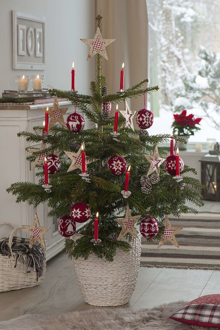 Abies nordmanniana (Nordmanntanne) als Weihnachtsbaum geschmückt