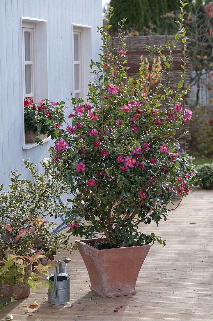 Camellia sasanqua 'Hiryu' (Kamelie) in Terrakottakübel auf Holzdeck