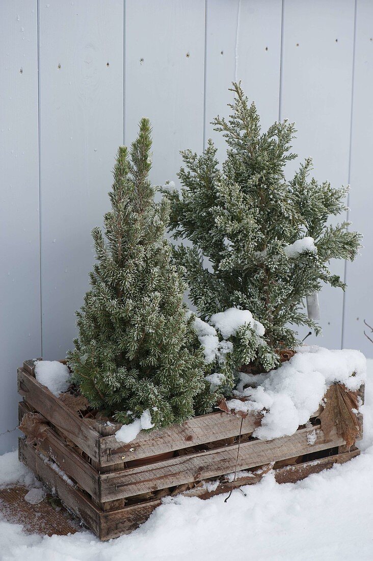 Chamaecyparis obtusa 'wire' and Picea glauca 'Conica'