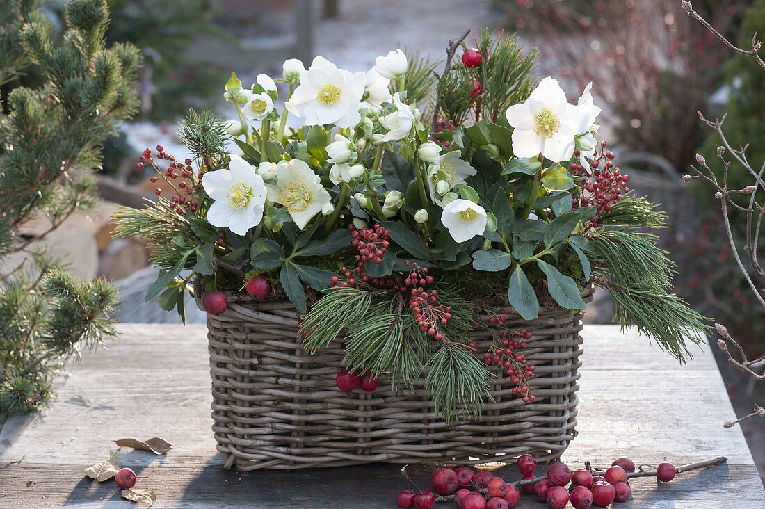 Frau bepflanzt Korbkasten mit Christrosen