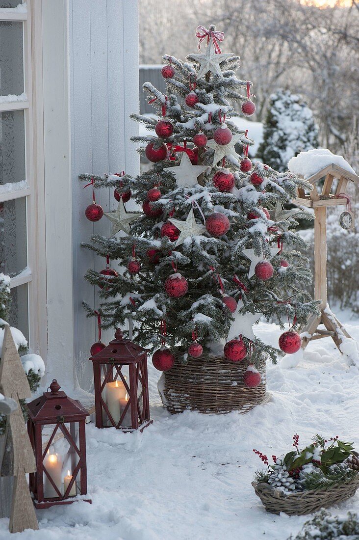 Abies nordmanniana (Nordmann fir) decorated as Christmas tree