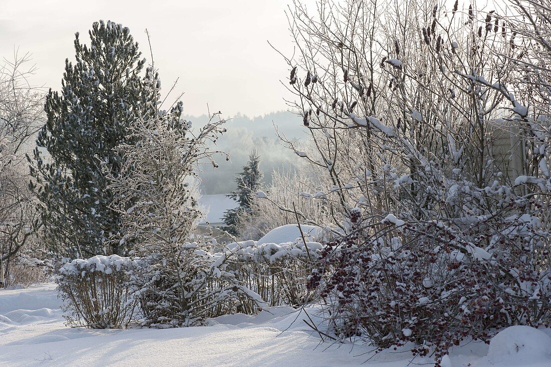 Snowy garden with shrubs, Malus shrub with fruits