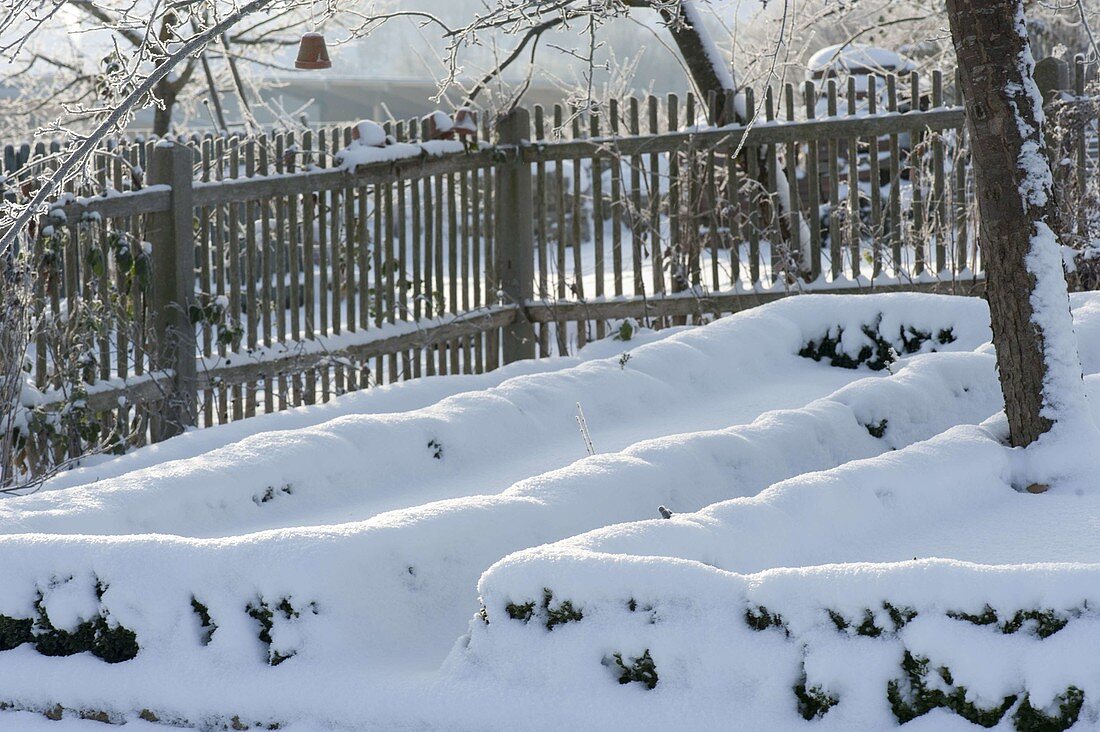 Snow-covered Buxus (box hedges) as bed borders and wooden fence